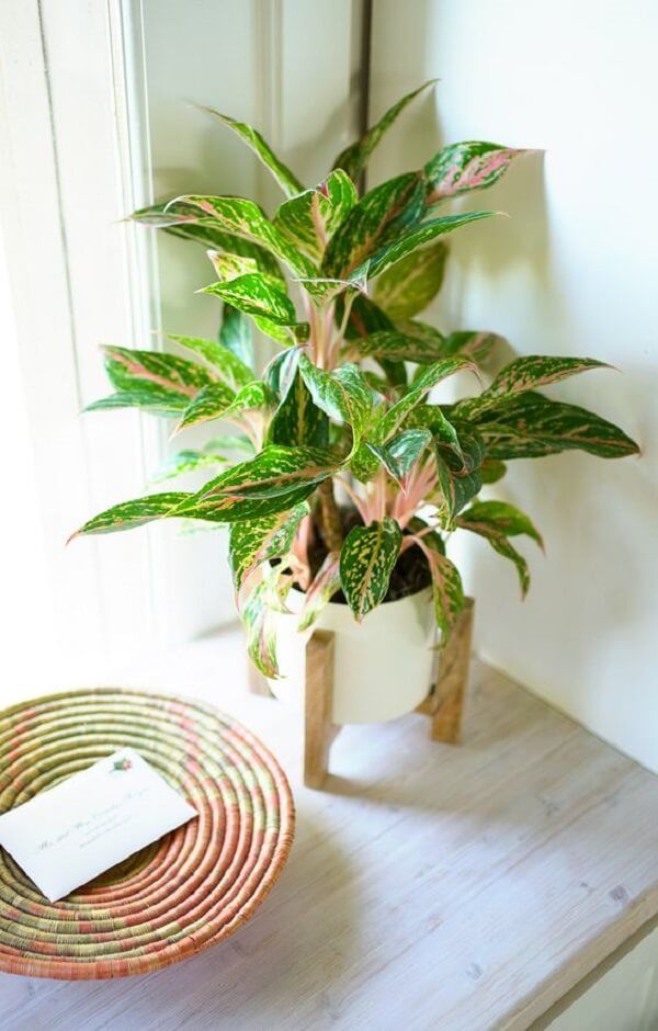 Aglaonema_ Planta Perfeita Para Presentear ou Cultivar Dentro de Casa (1)