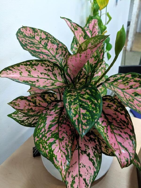 Aglaonema_ Planta Perfeita Para Presentear ou Cultivar Dentro de Casa