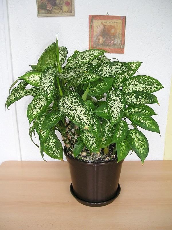 Comigo-ninguem-pode (Dieffenbachia amoena)